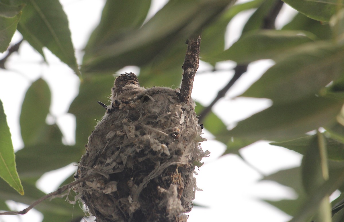 Oasis Hummingbird - ML646376220