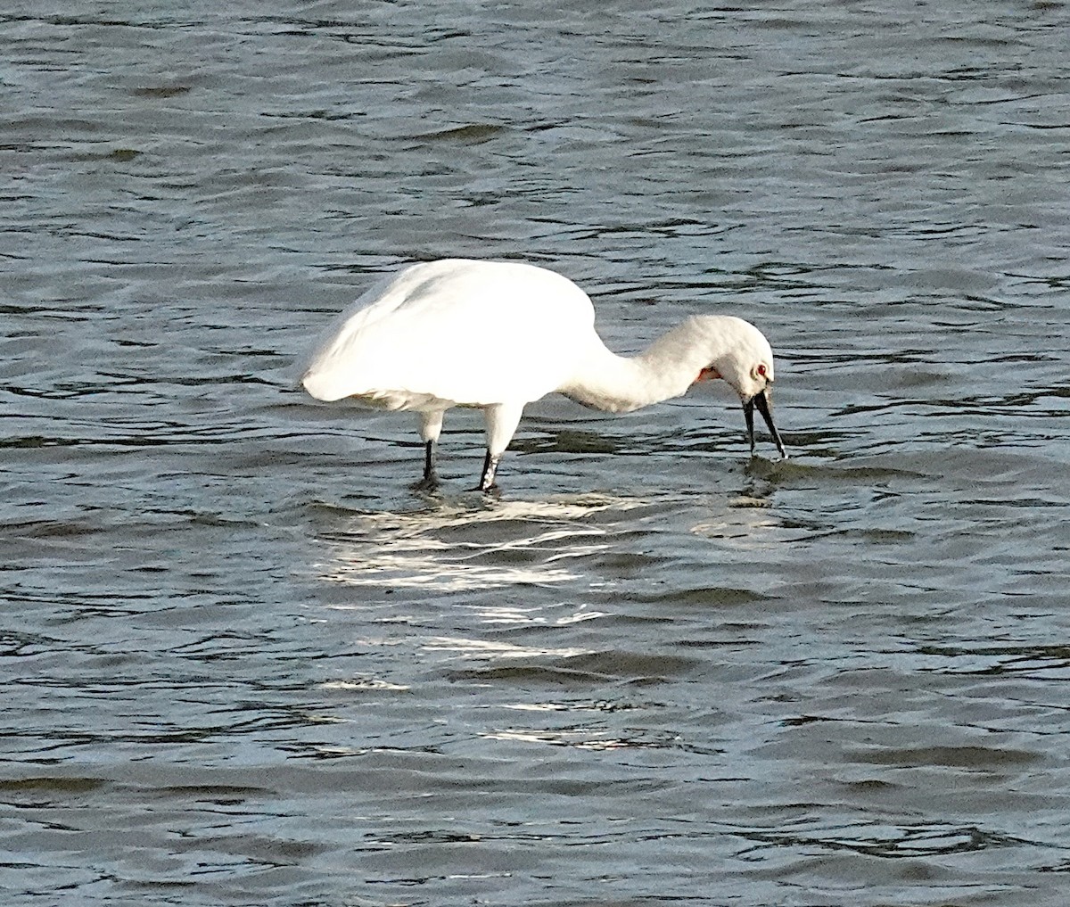 Eurasian Spoonbill - ML646376221