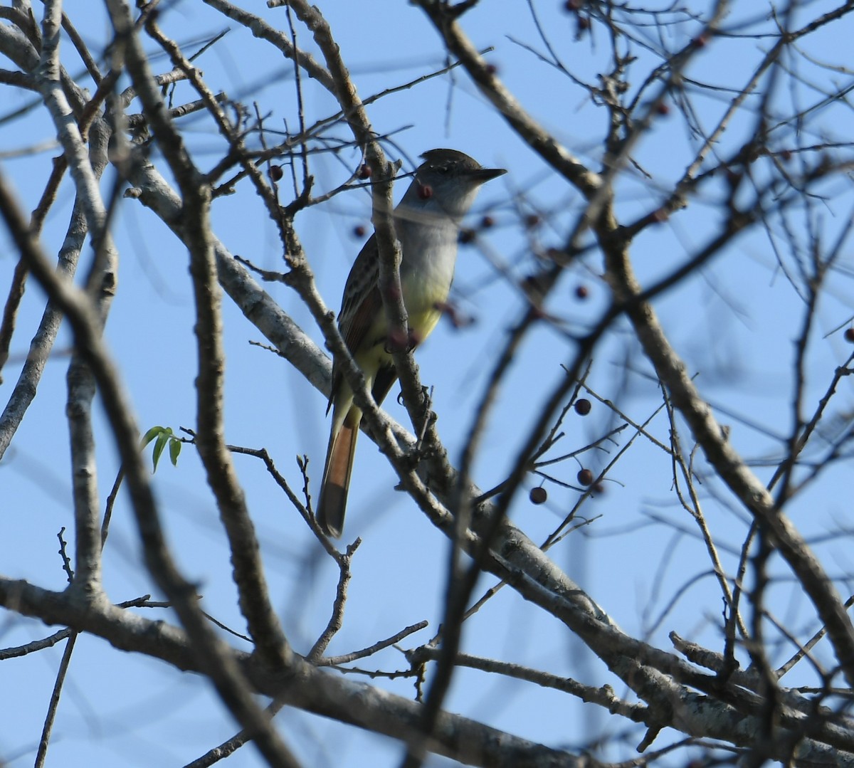 Ash-throated Flycatcher - ML646376223