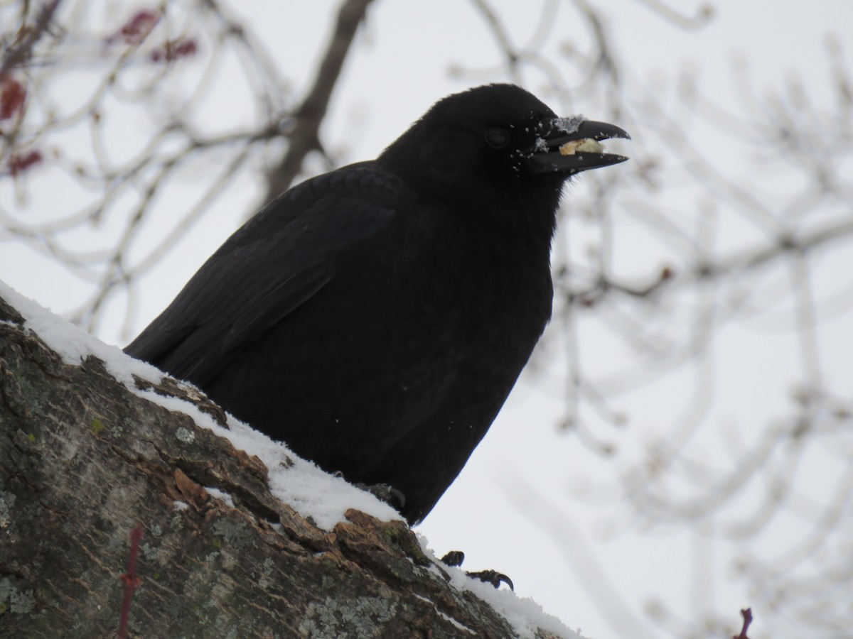 Cuervo Americano - ML646376224