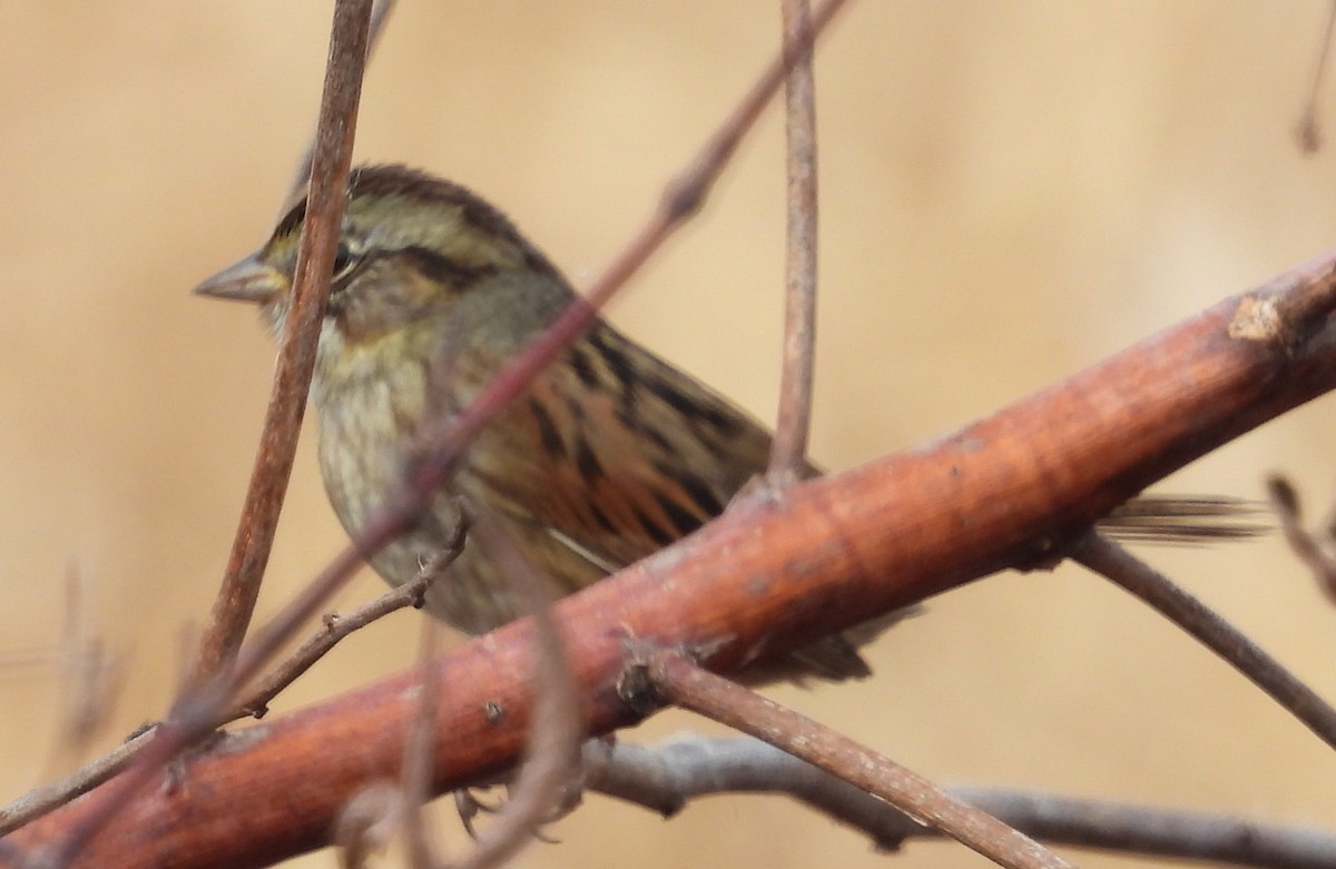 ヌマウタスズメ - ML646376225