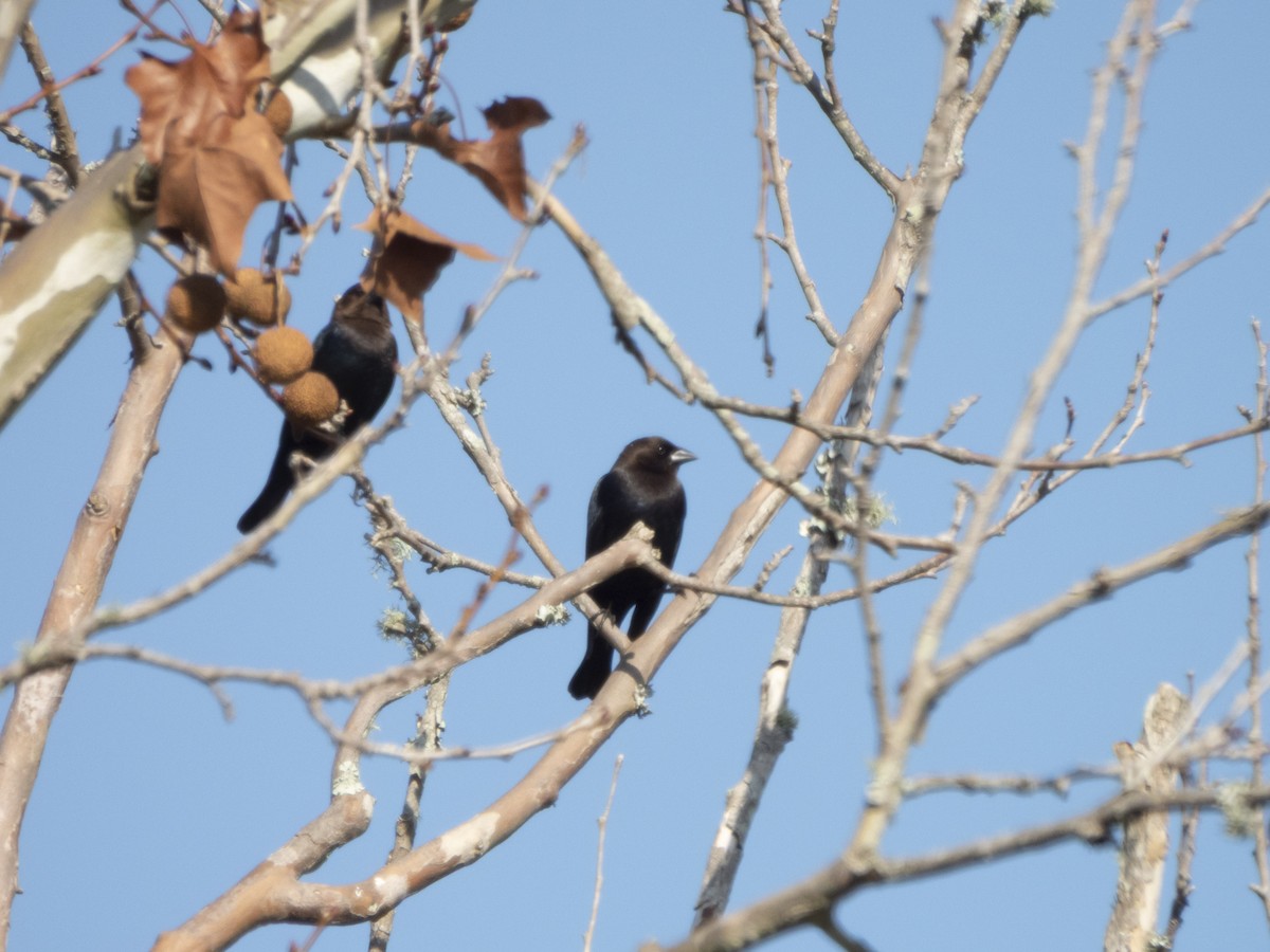 Brown-headed Cowbird - ML646376226