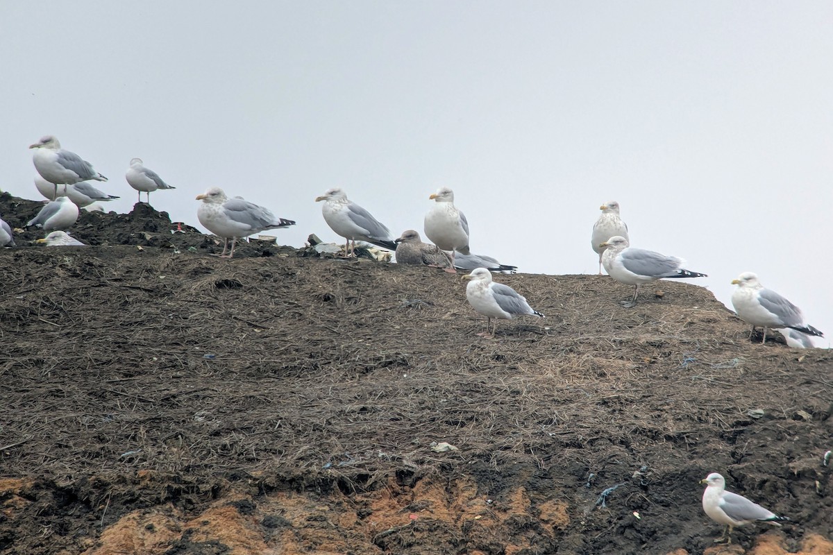 American Herring Gull - ML646376227