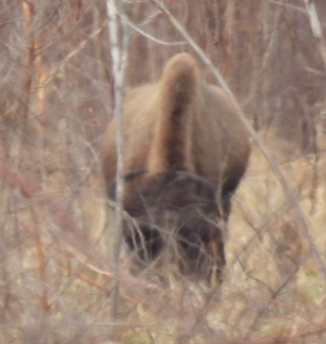 動物界 - ML646376229