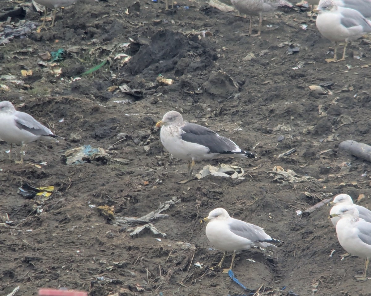 Lesser Black-backed Gull - ML646376230