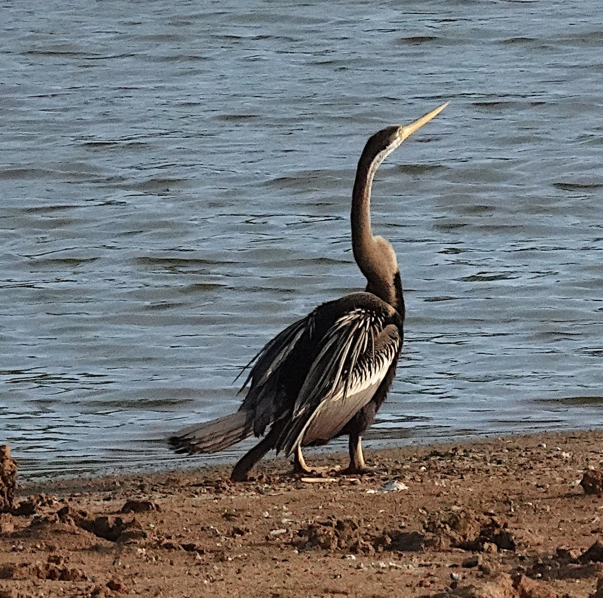 Oriental Darter - ML646376231