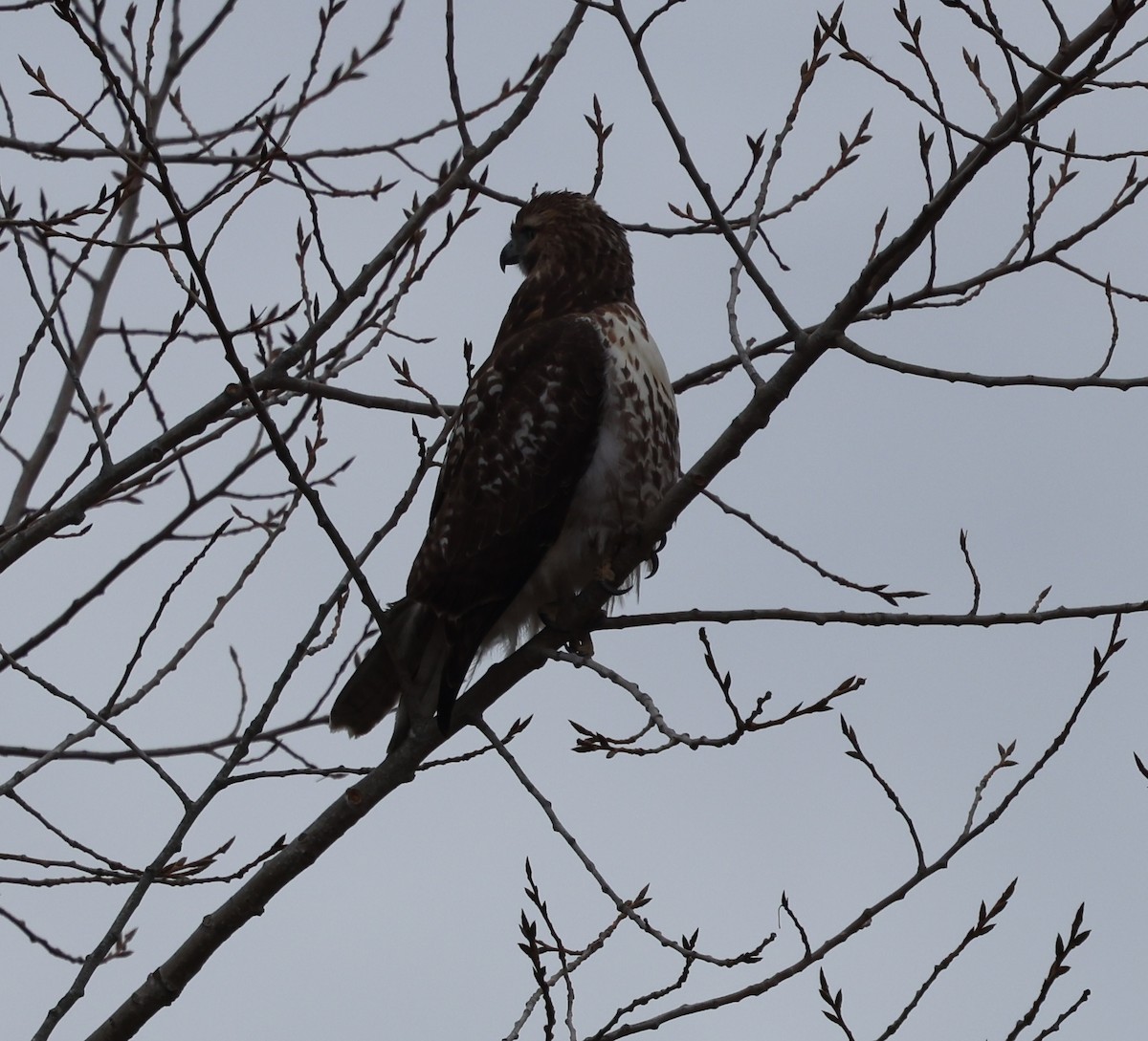 Red-tailed Hawk - ML646376232