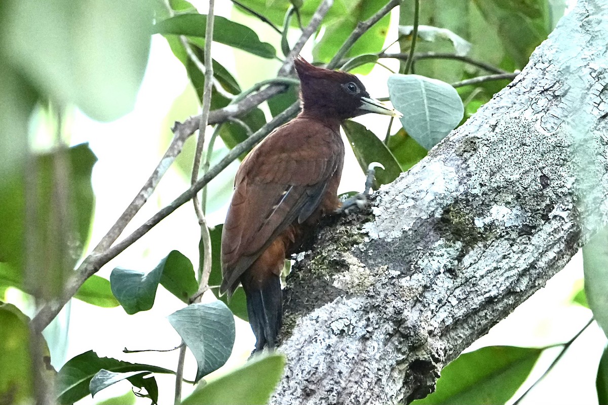 Chestnut Woodpecker - ML646376233