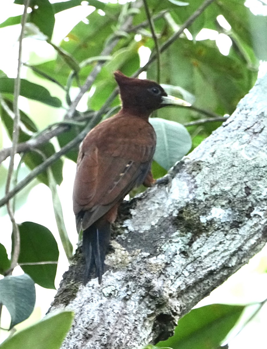 Chestnut Woodpecker - ML646376234