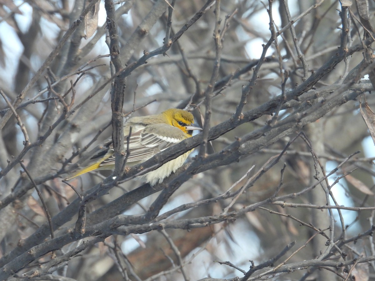 Bullock's Oriole - ML646376235