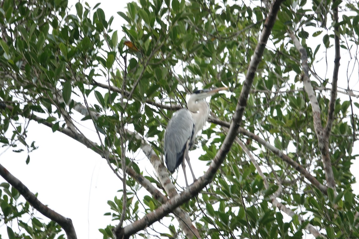 Cocoi Heron - ML646376237