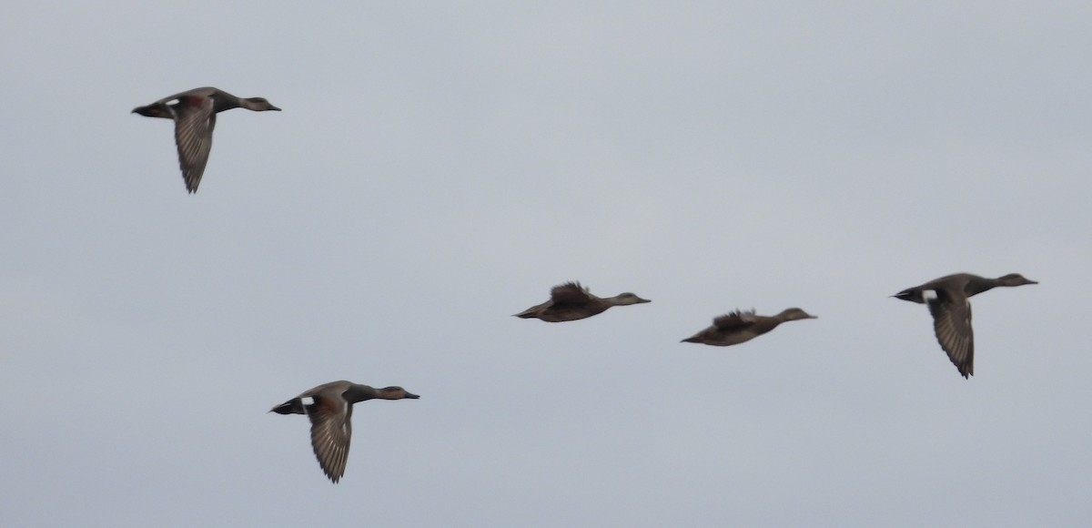 オカヨシガモ - ML646376238