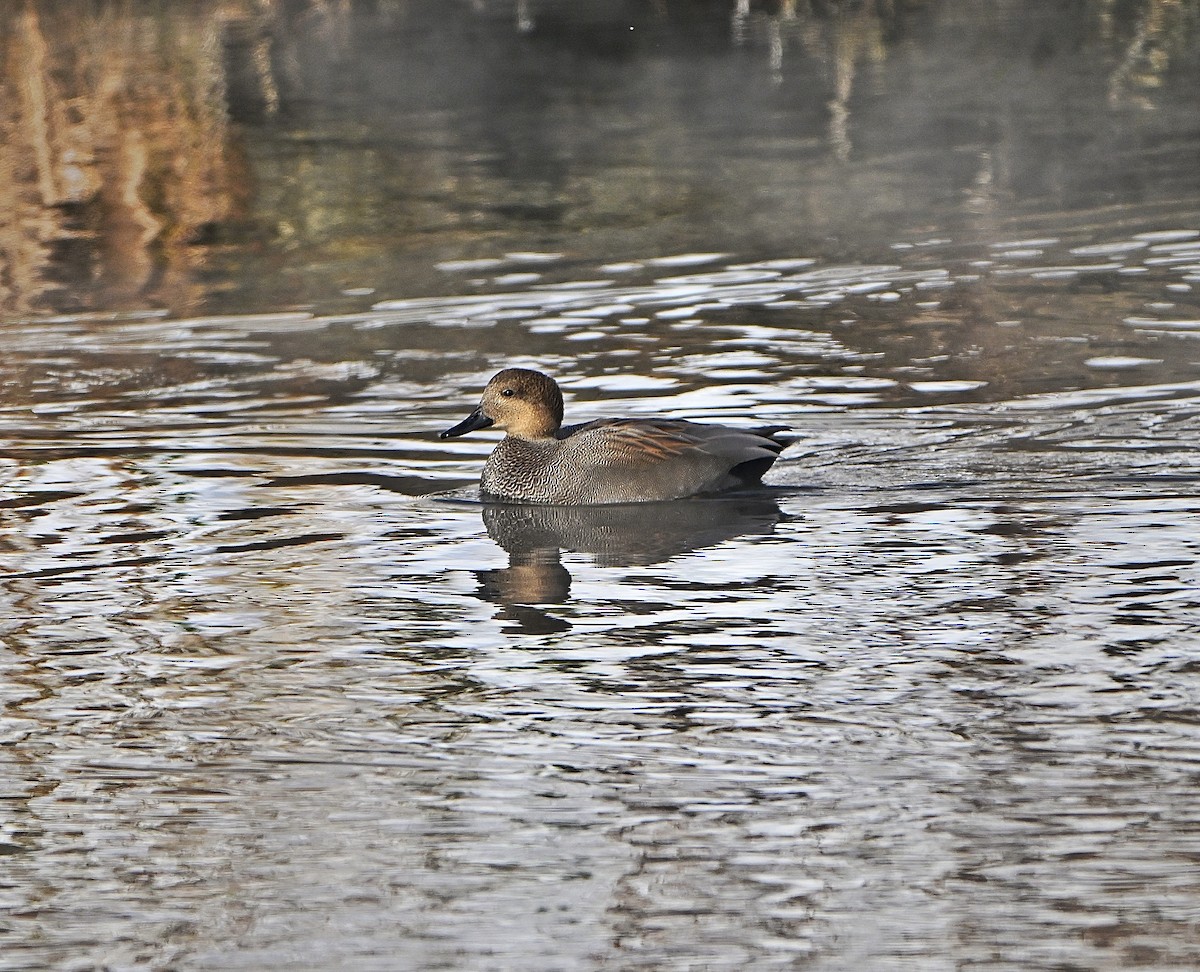 赤膀鴨 - ML646376239