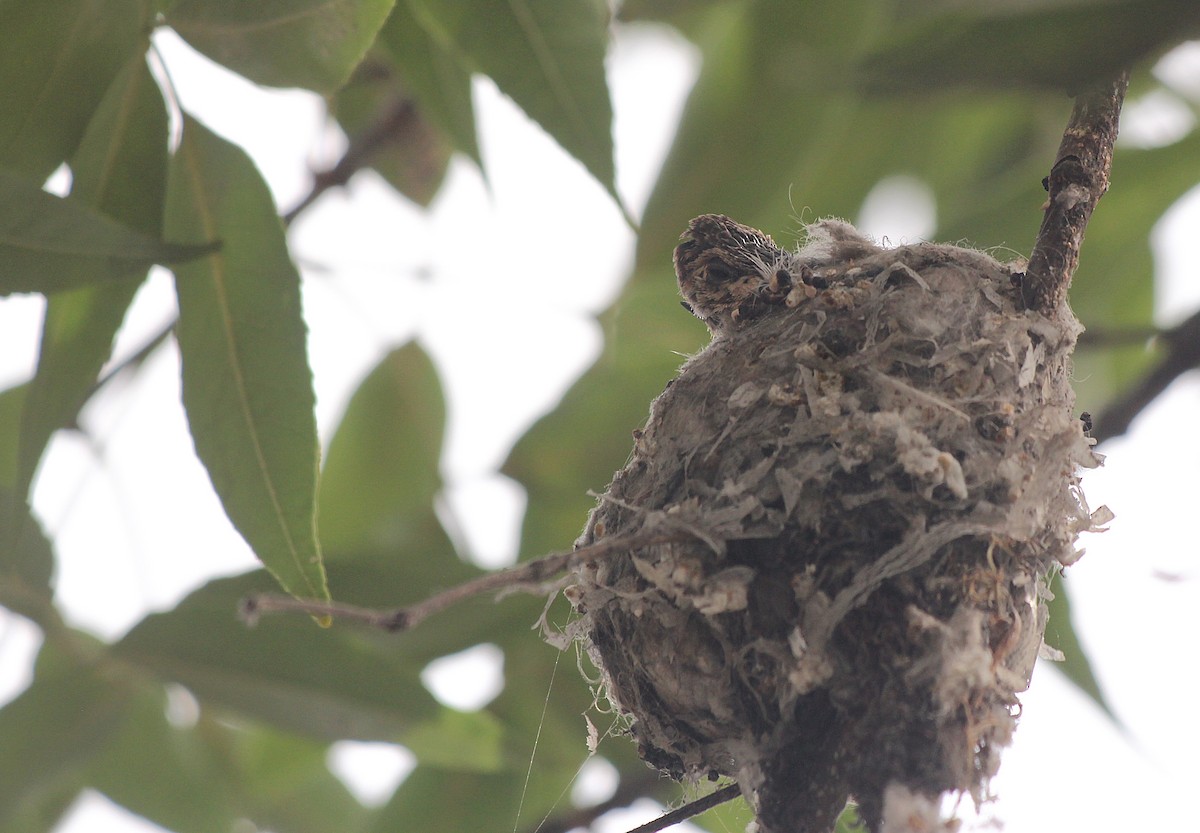 Oasis Hummingbird - ML646376240