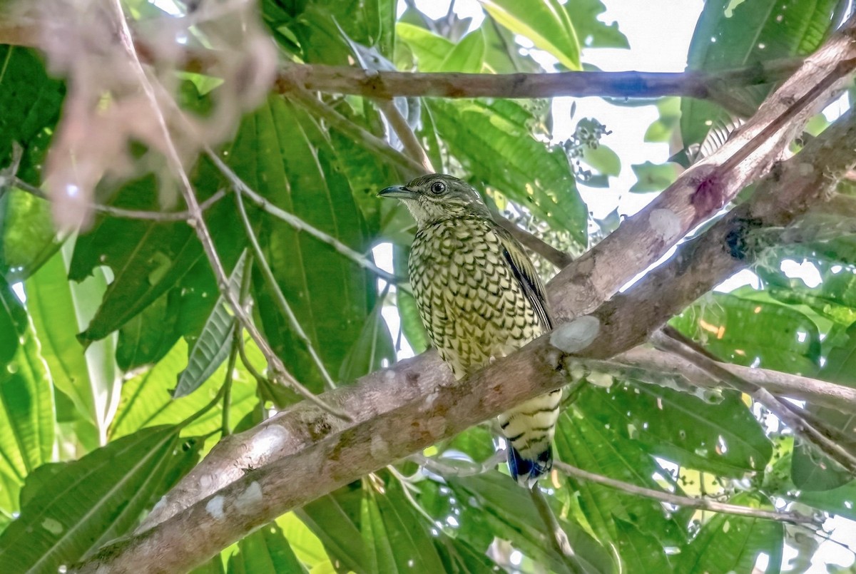 Beryl-spangled Tanager - ML646376241