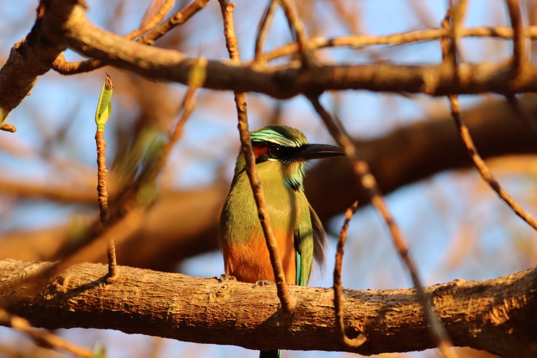 Turquoise-browed Motmot - ML646376244