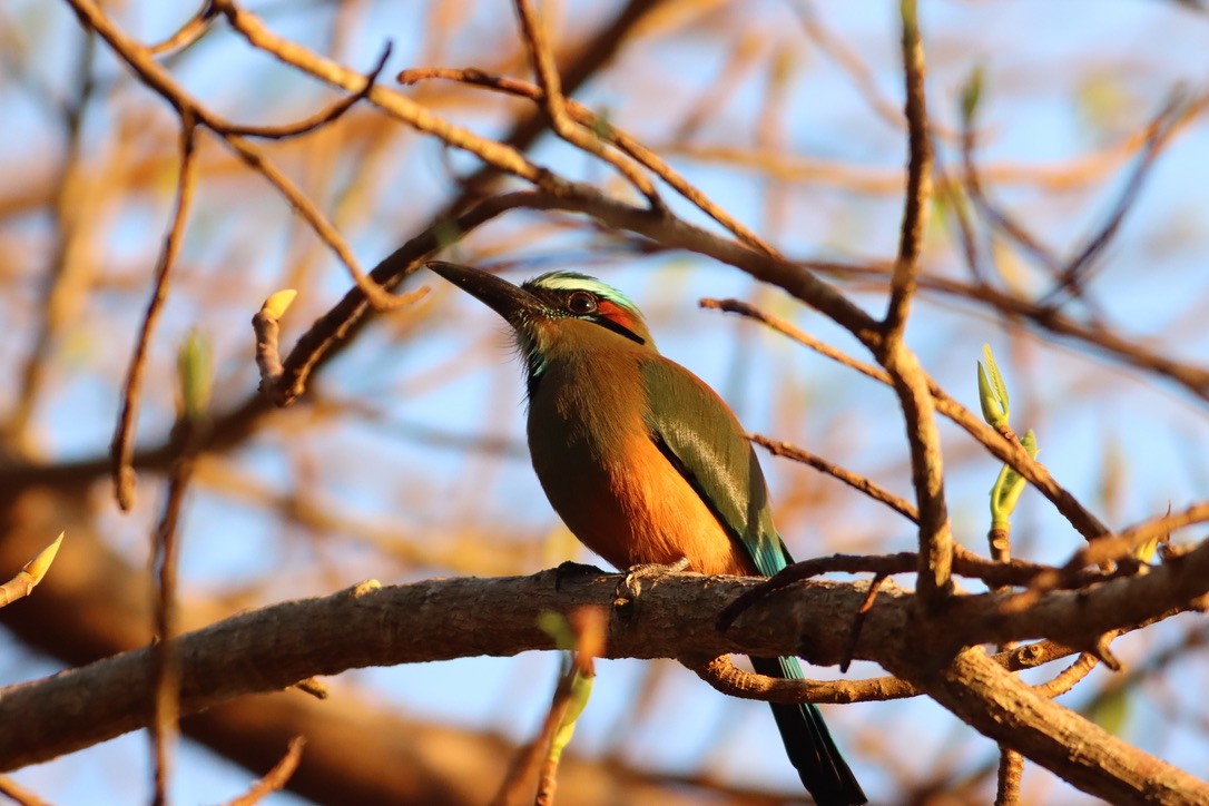 Turquoise-browed Motmot - ML646376245