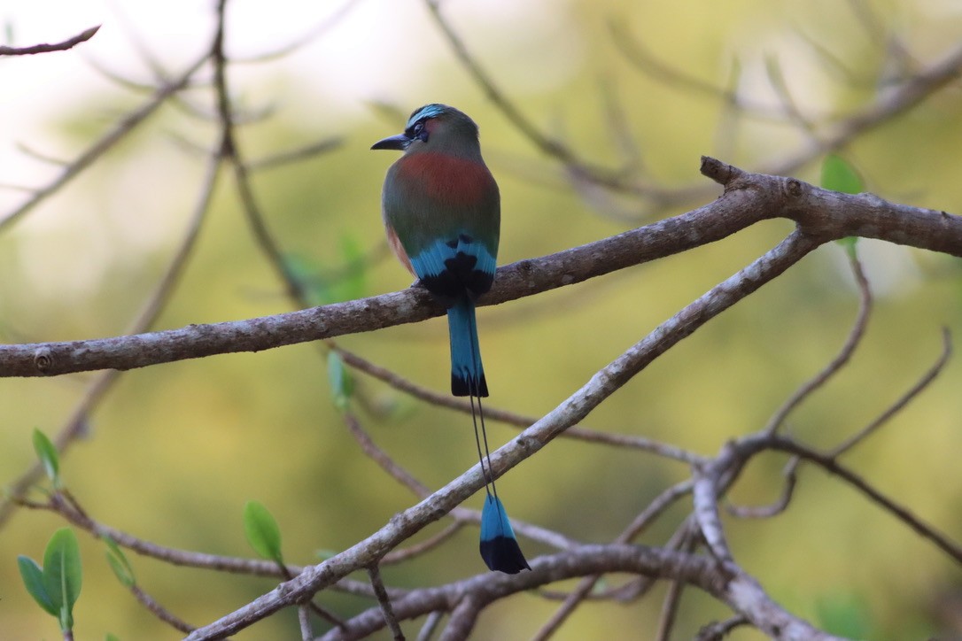 Turquoise-browed Motmot - ML646376246