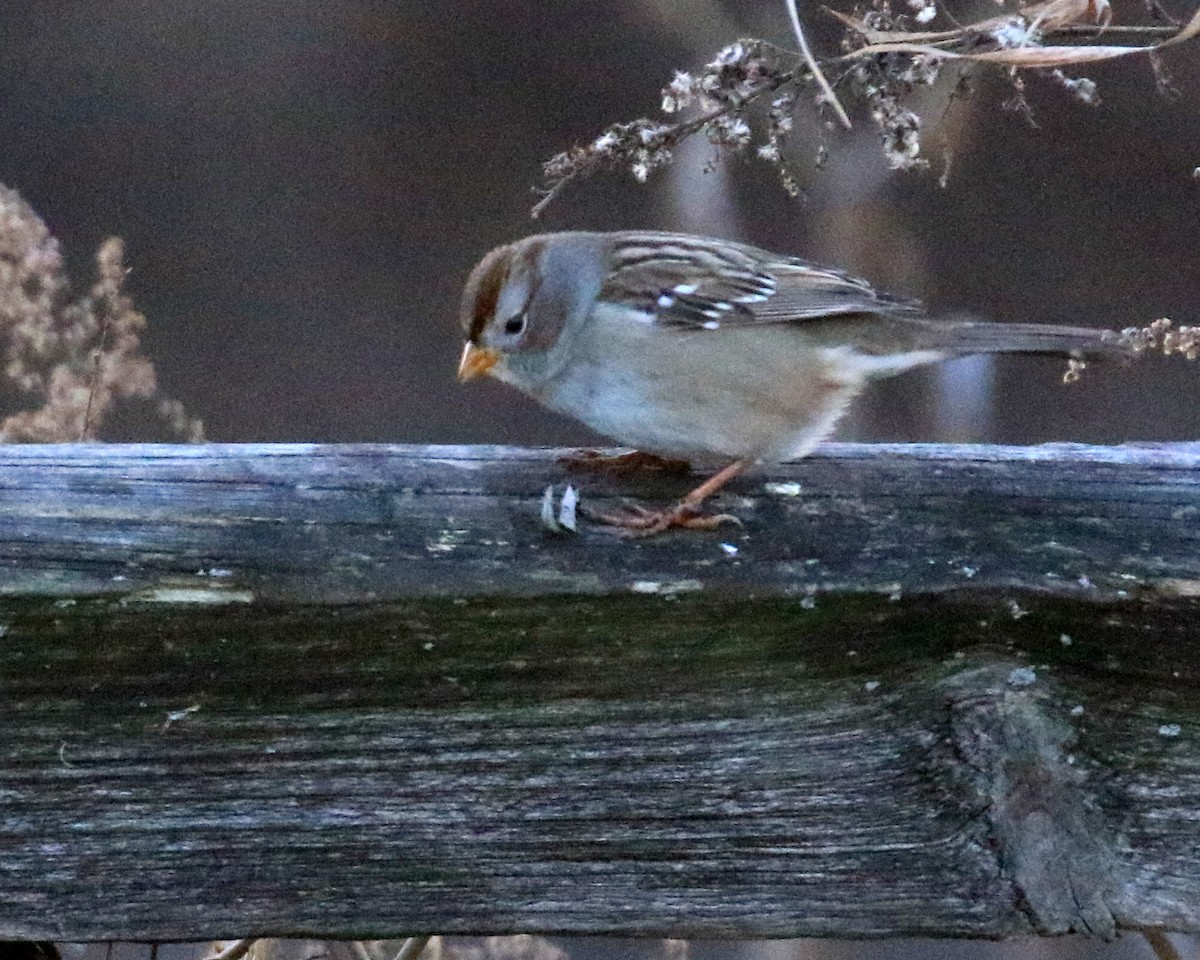 White-crowned Sparrow (Gambel's) - ML646376247