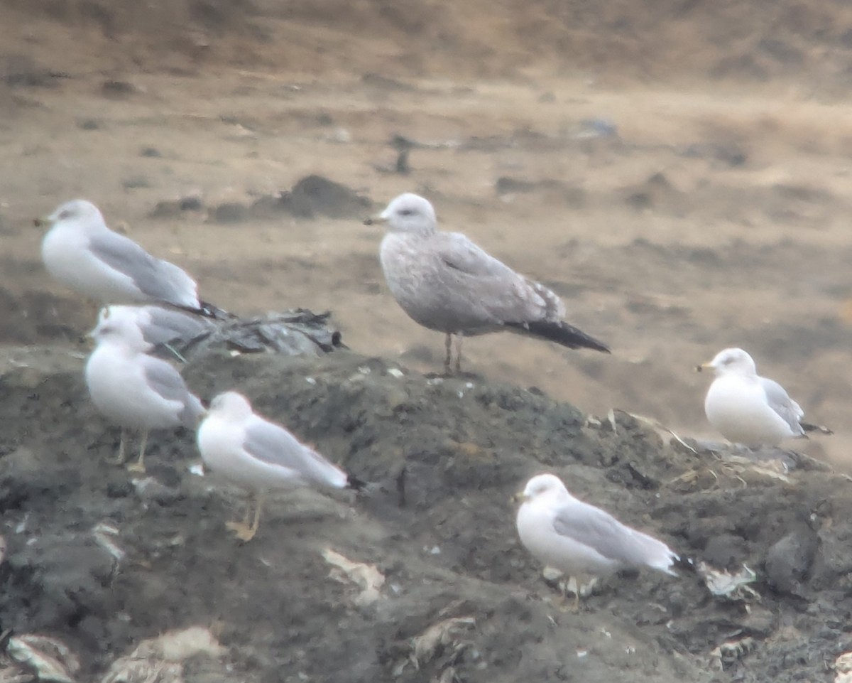 gull sp. - ML646376249