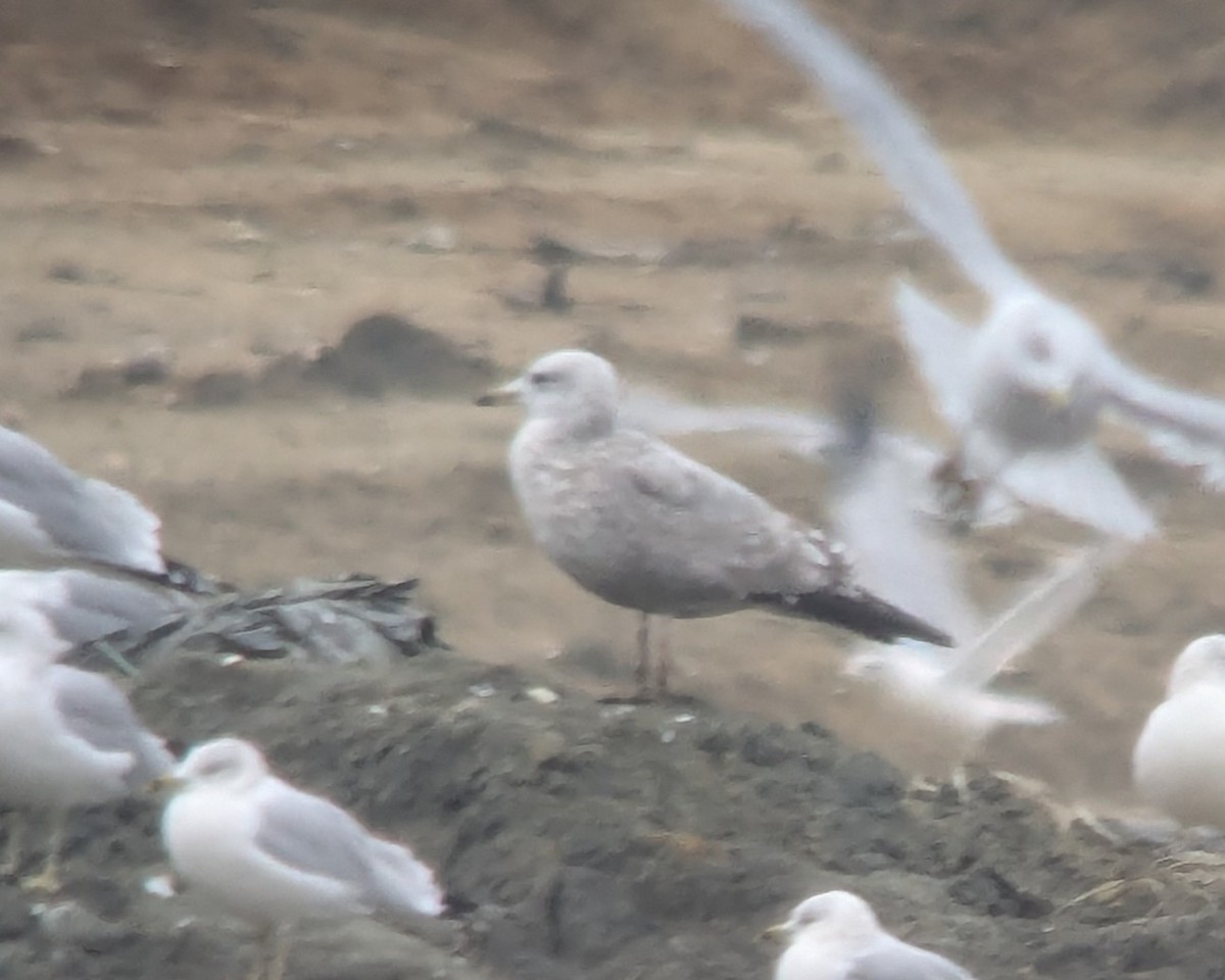 gull sp. - ML646376250