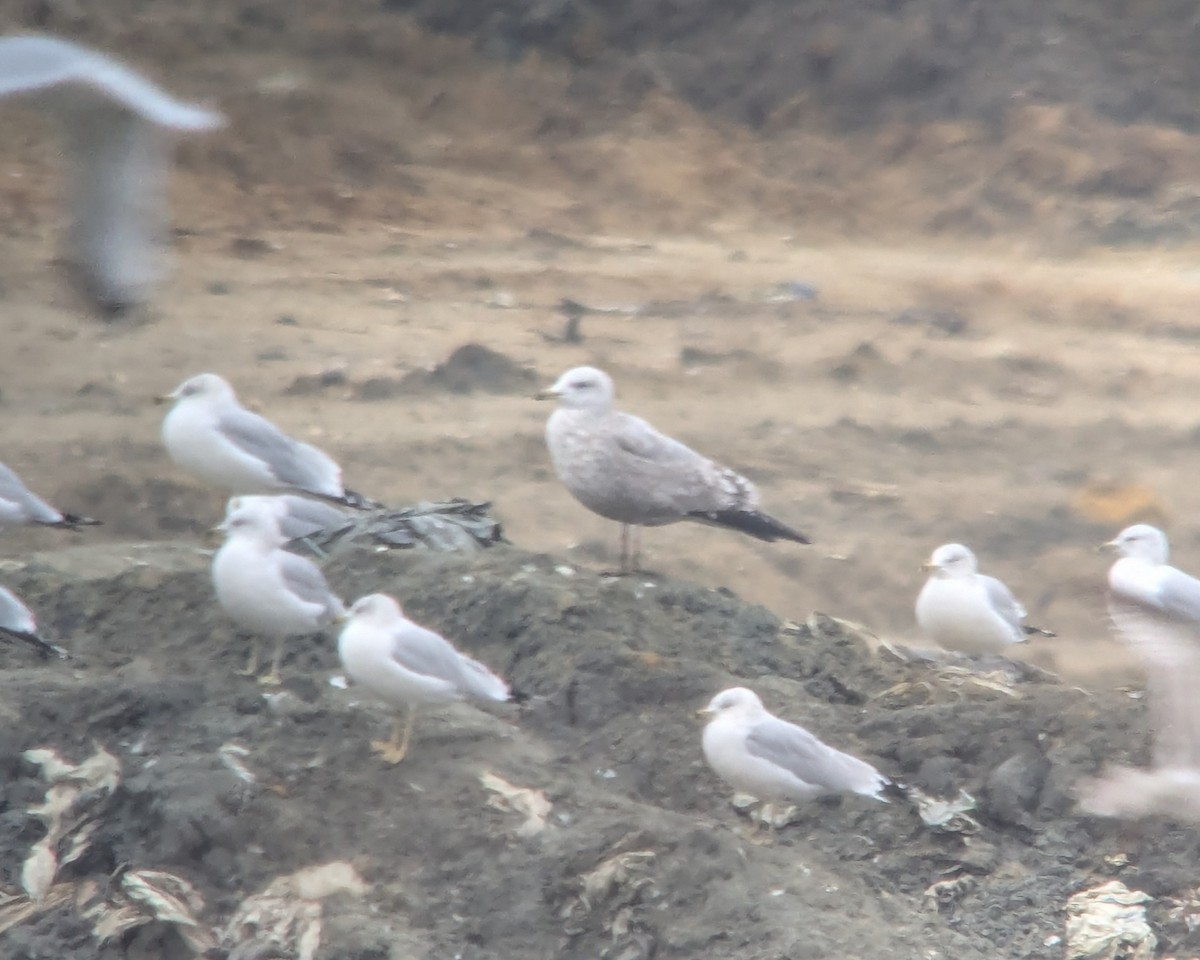 gull sp. - ML646376251