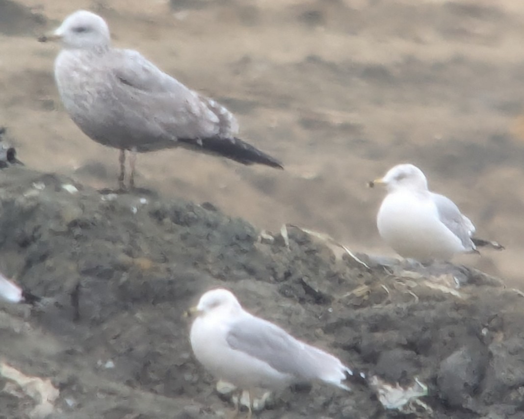 gull sp. - ML646376252