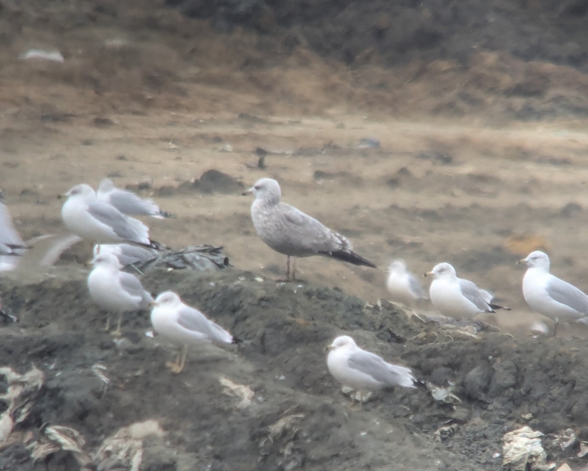 gull sp. - ML646376253