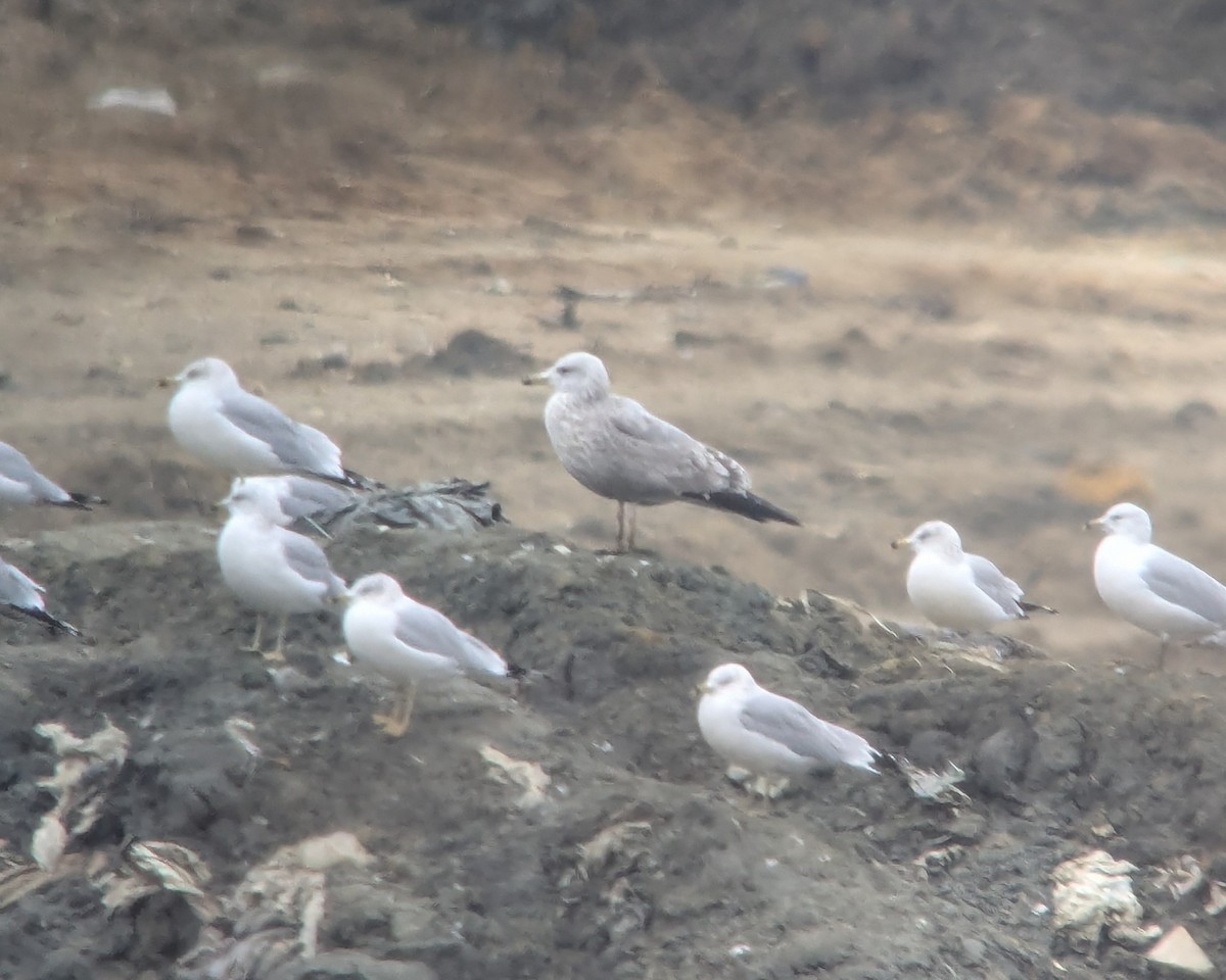 gull sp. - ML646376254