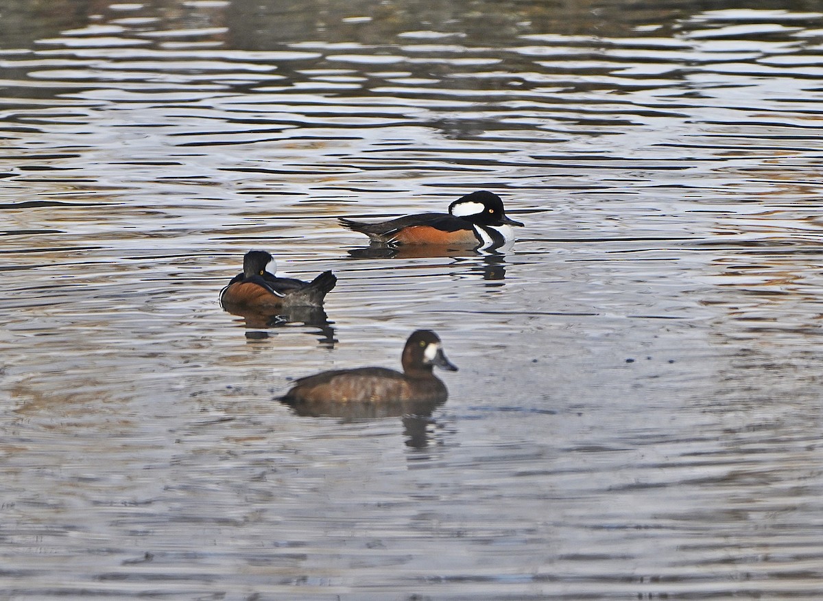 Hooded Merganser - ML646376255