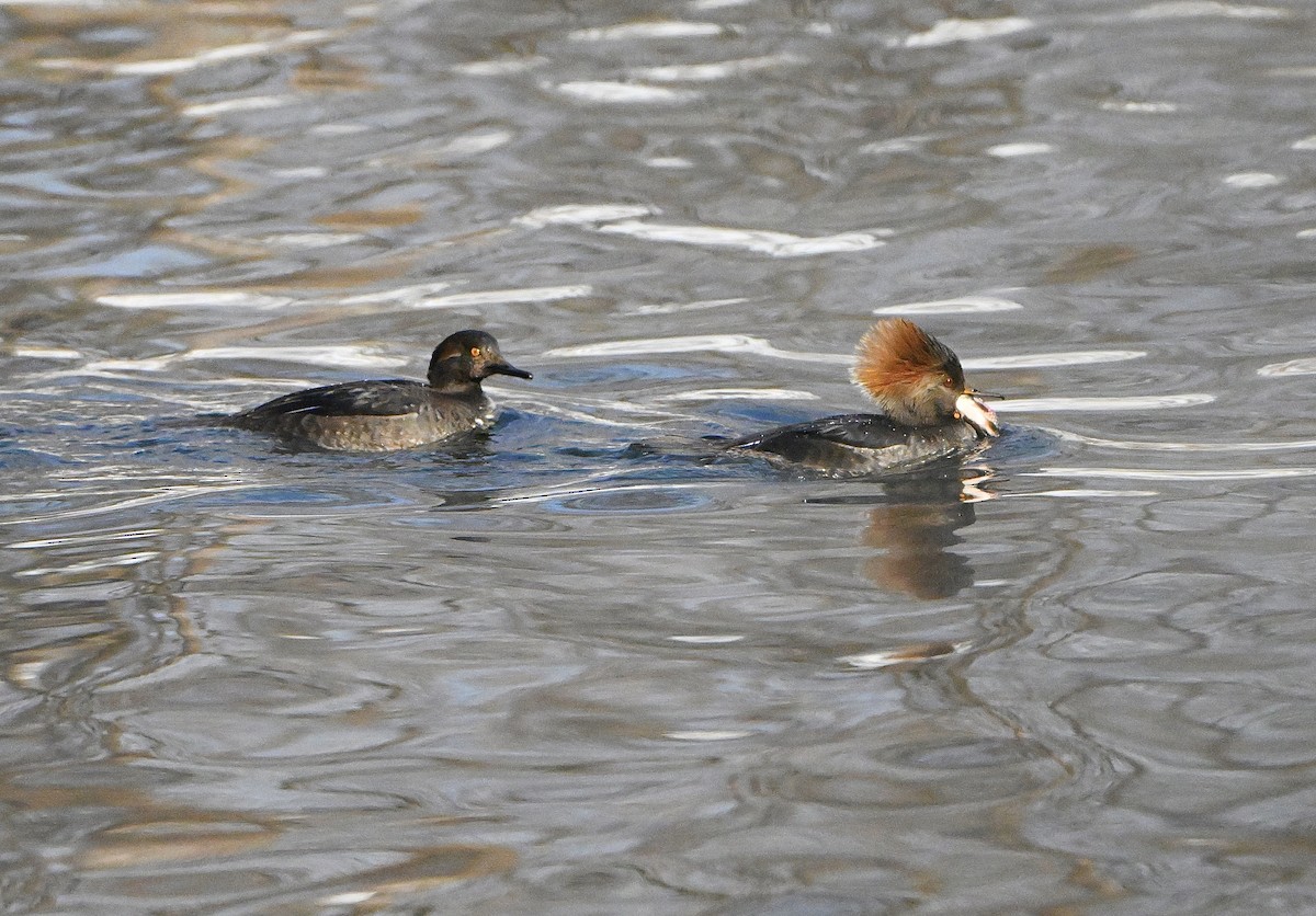 Hooded Merganser - ML646376256
