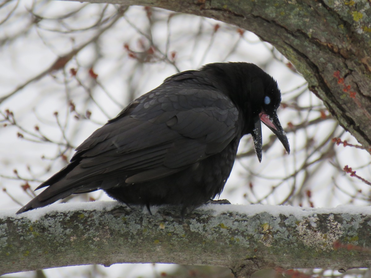 Cuervo Americano - ML646376257