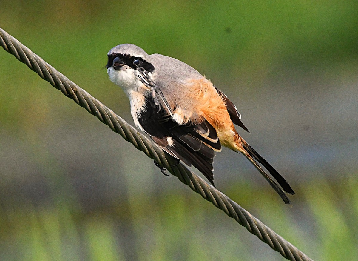 Long-tailed Shrike - ML646376258