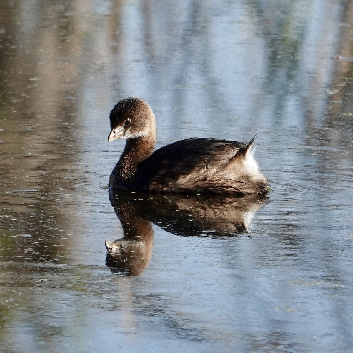 Pied-billed Grebe - ML646376262