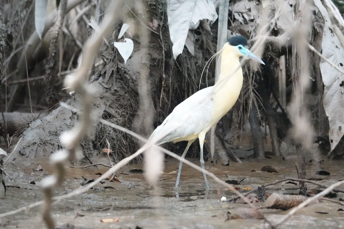 Capped Heron - ML646376264