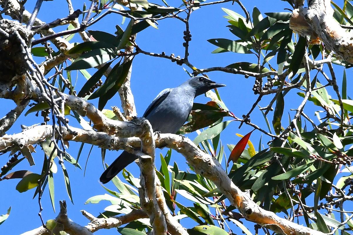 Sahul Cicadabird - ML646376265