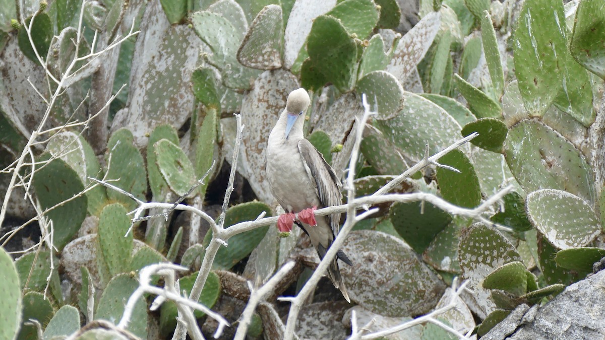 Red-footed Booby - ML646376266