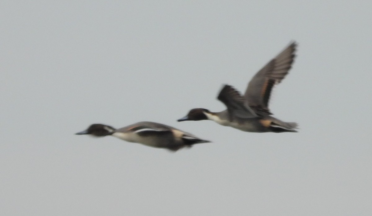 オナガガモ - ML646376268