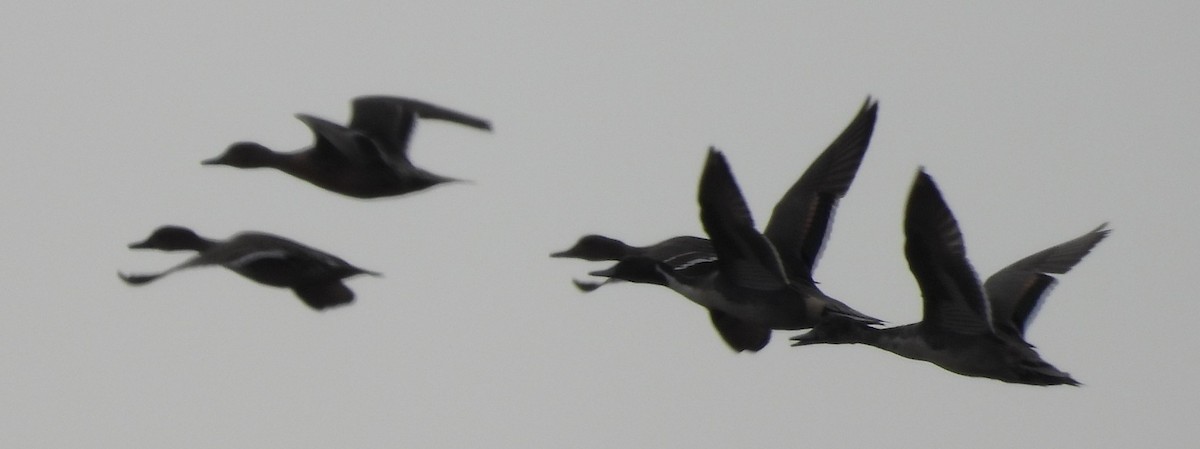 オナガガモ - ML646376269