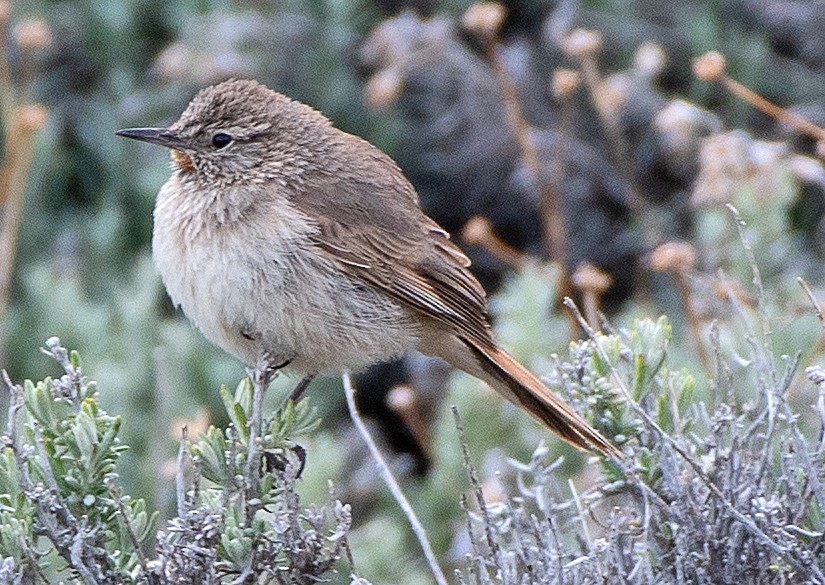 Cordilleran Canastero - ML646376276