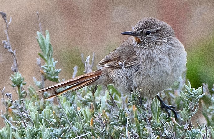 Cordilleran Canastero - ML646376277