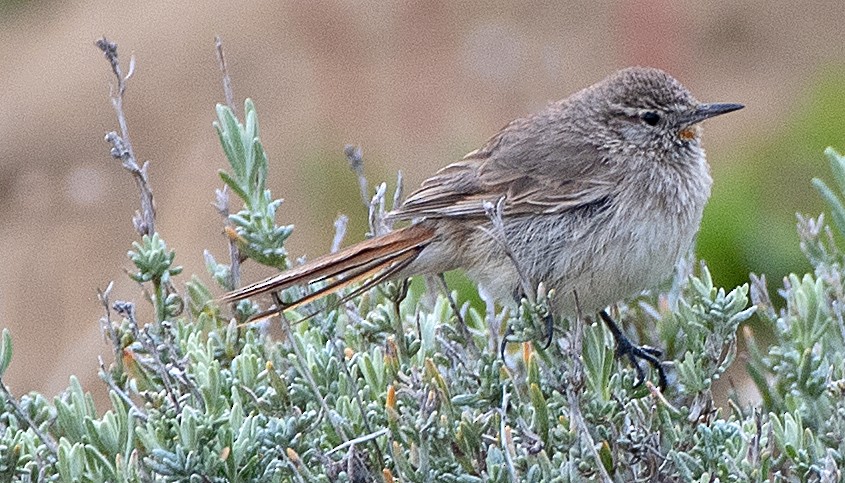 Cordilleran Canastero - ML646376278