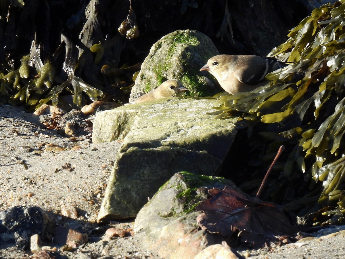 American Goldfinch - ML646376279