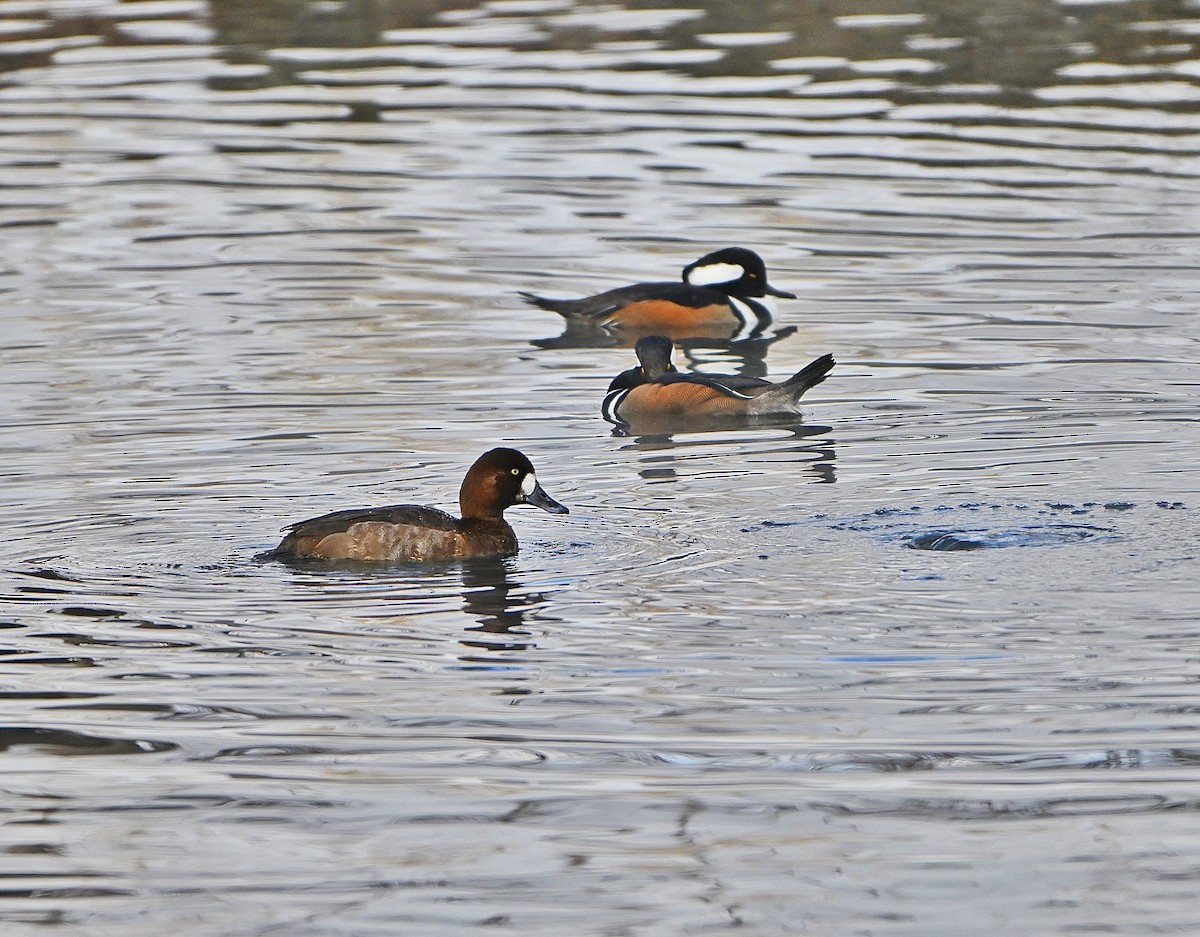 斑背潛鴨 - ML646376280
