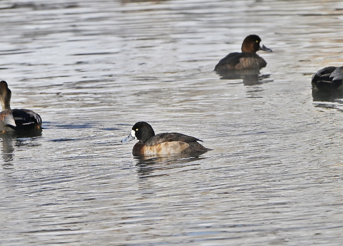 斑背潛鴨 - ML646376281