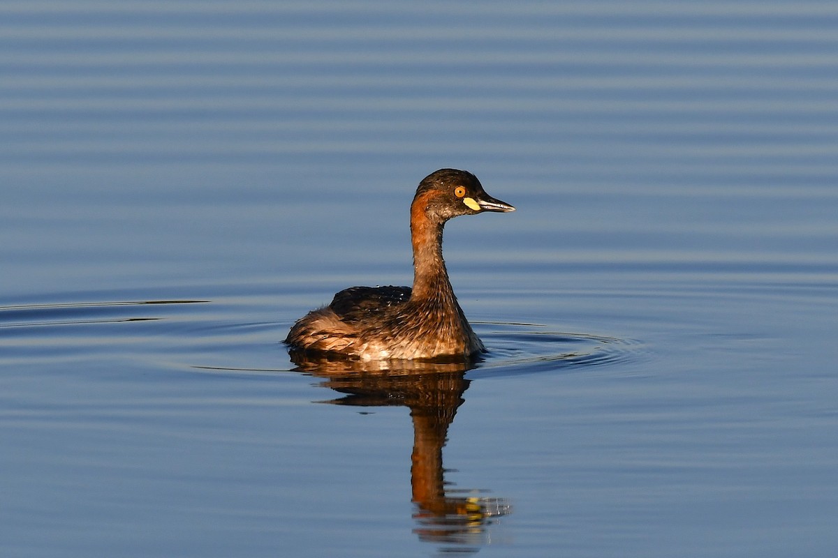 Australasian Grebe - ML646376282