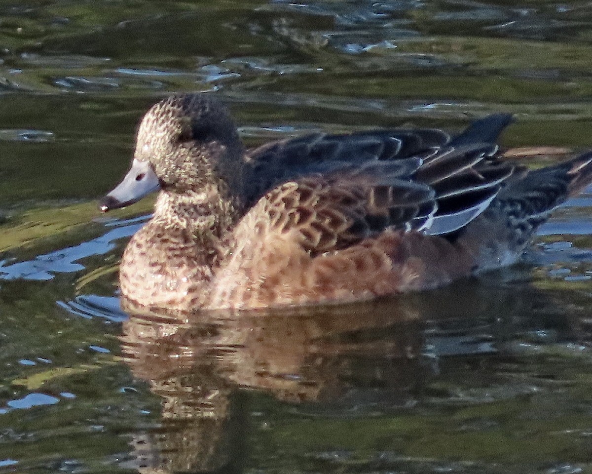 American Wigeon - ML646376283