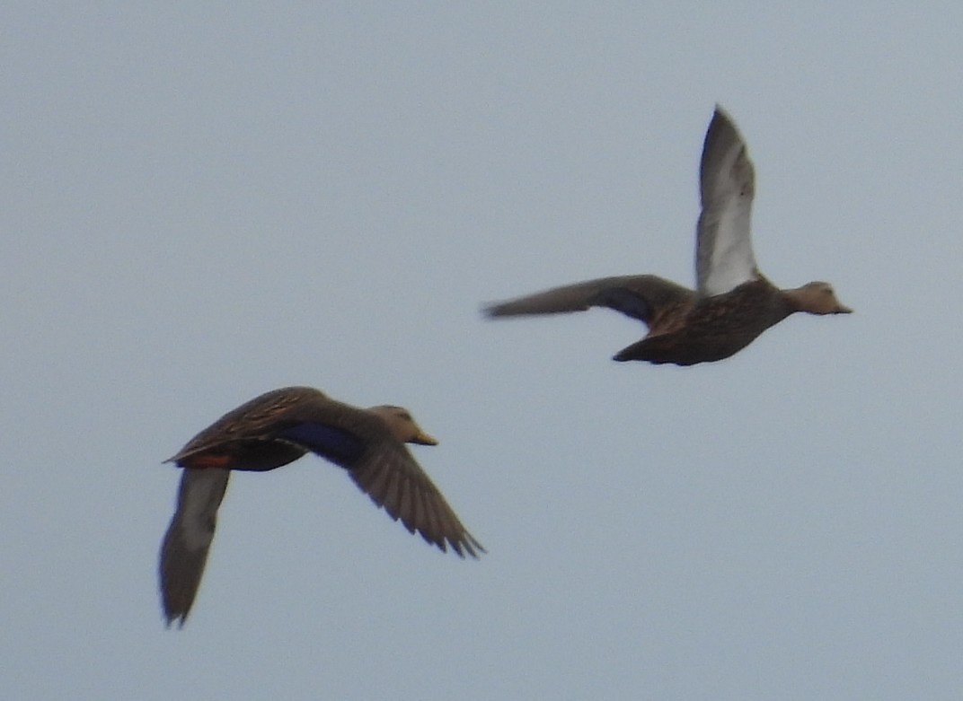 マダラガモ - ML646376288