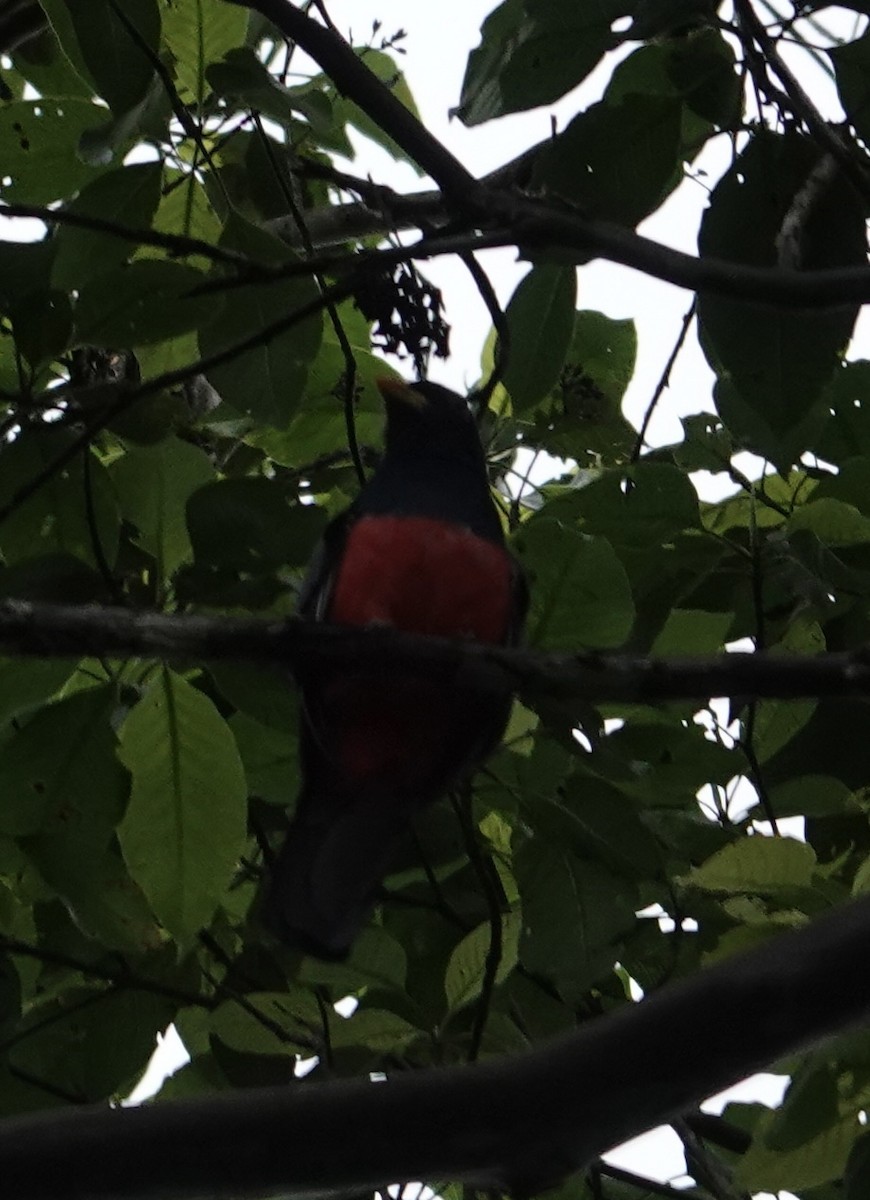Black-tailed Trogon - ML646376289