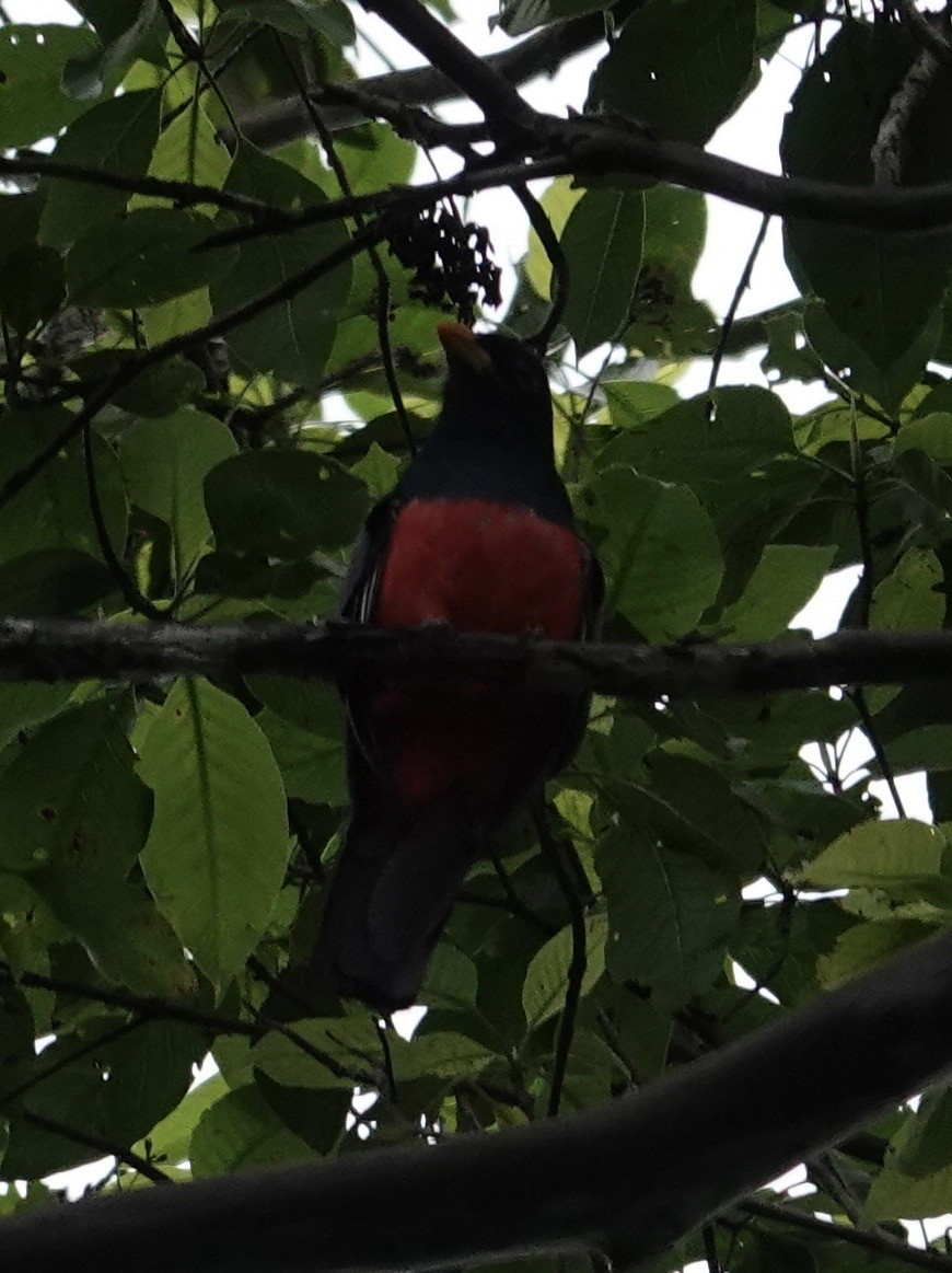 Black-tailed Trogon - ML646376290
